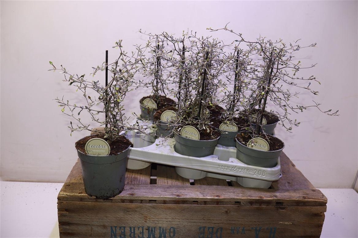 <h4>arr8 Corokia Cotoneaster</h4>