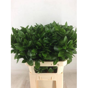 RUSCUS HYPOPHYLLUM