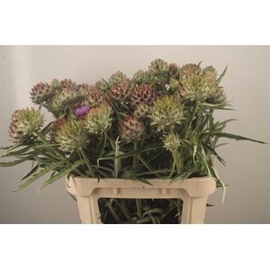 Cynara Cardunculus
