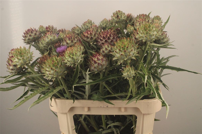 <h4>Cynara Cardunculus</h4>