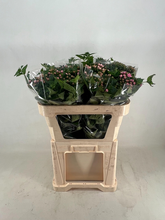 <h4>BOU DU DARK PINK IMP</h4>