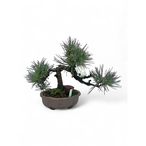 Pinus thunbergii, pot 20cm. Height 35cm. (single item)