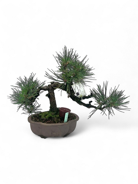 <h4>Pinus thunbergii, pot 20cm. Height 35cm. (single item)</h4>