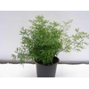 ASPARAGUS DENSIFLORUS p12