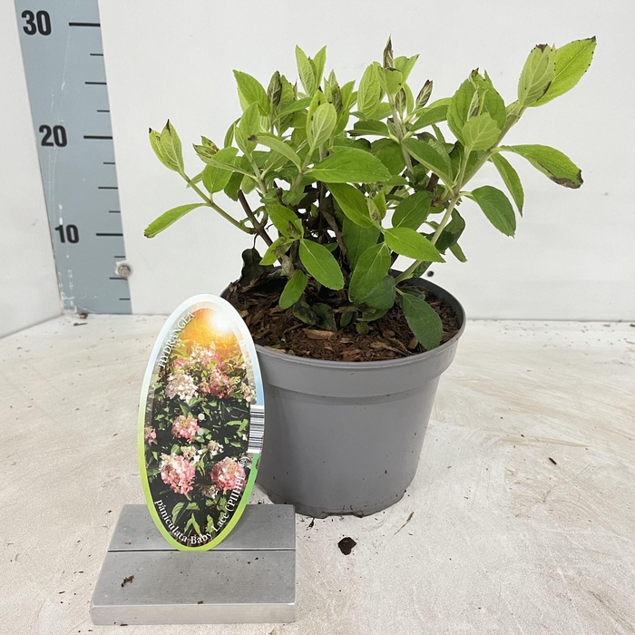 <h4>Hydrangea paniculata</h4>