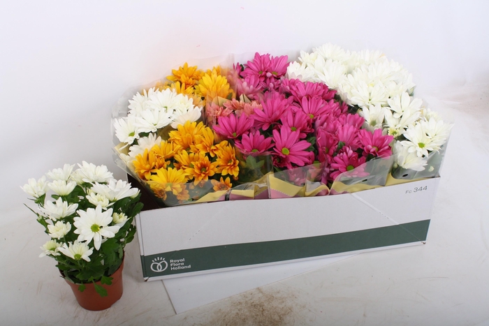 <h4>CHRYS GEM 7 KL</h4>