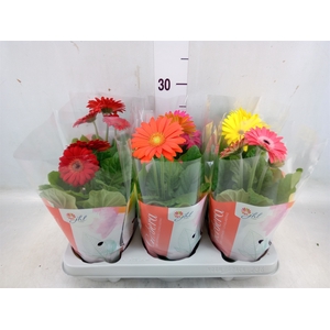 Gerbera  'Colourgame'   ...mix