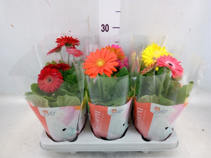 <h4>Gerbera  'Colourgame'   ...mix</h4>