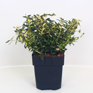 Euonymus fortunei 'Interbolwi' P17