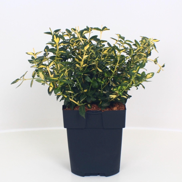 <h4>Euonymus fortunei 'Interbolwi' P17</h4>