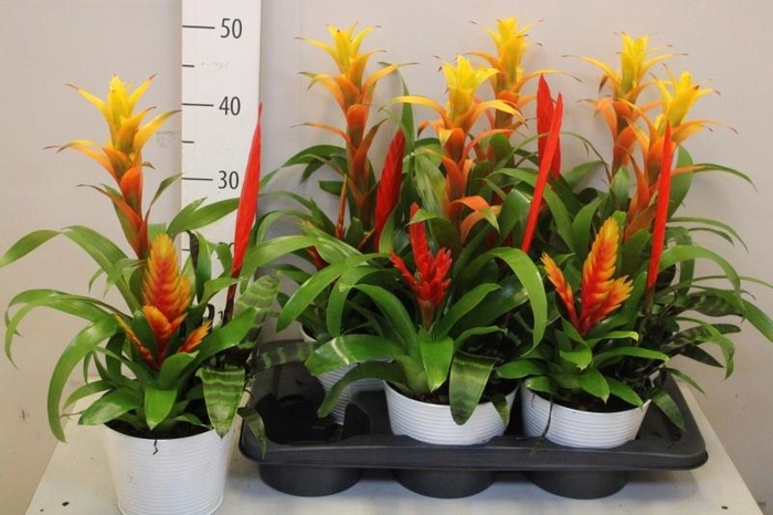 <h4>ARR BROMELIA</h4>