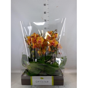 Phalaenopsis   ...orange