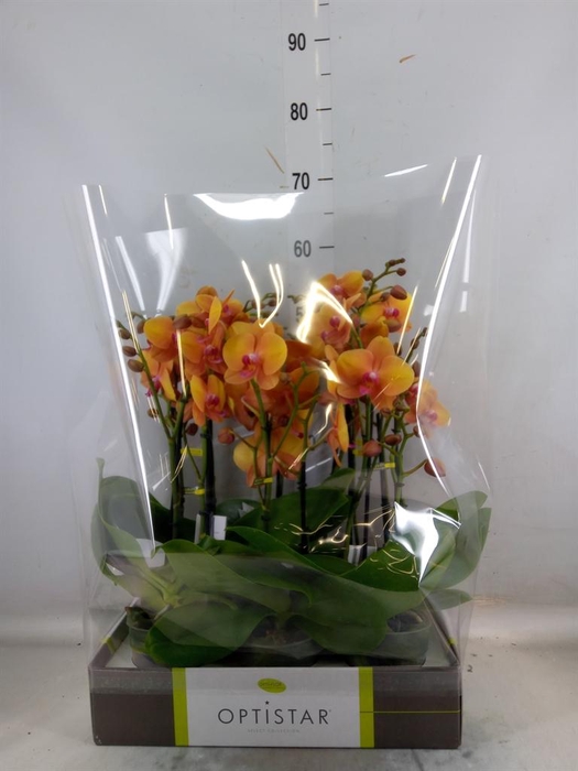 <h4>Phalaenopsis   ...orange</h4>