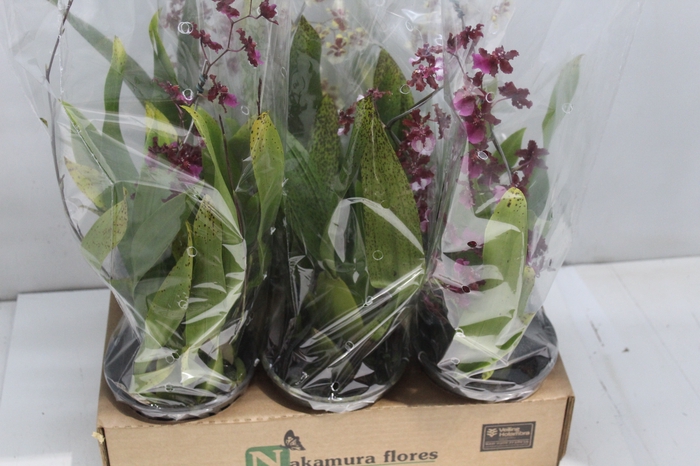 <h4>ONCIDIUM SHARRY BABY P14 MIN 1 HT</h4>