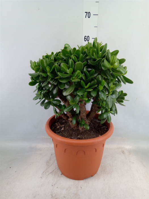 <h4>Crassula  'Magical Tree'</h4>