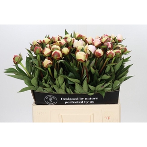 Paeonia florence nicholls