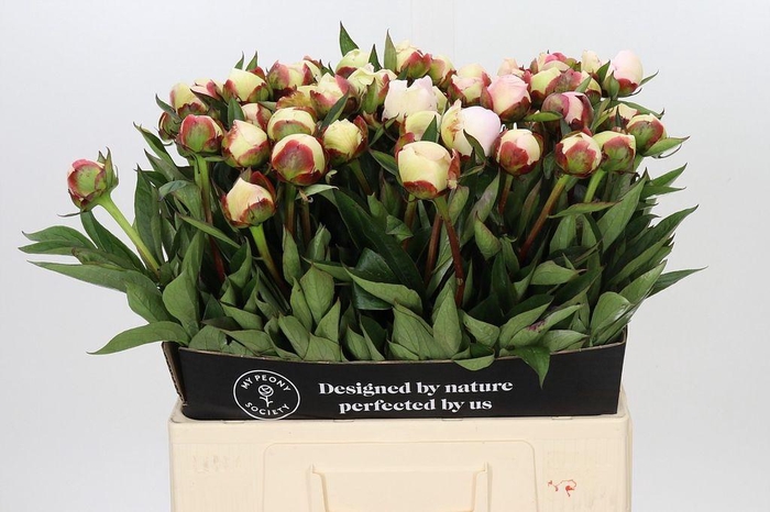 <h4>Paeonia florence nicholls</h4>