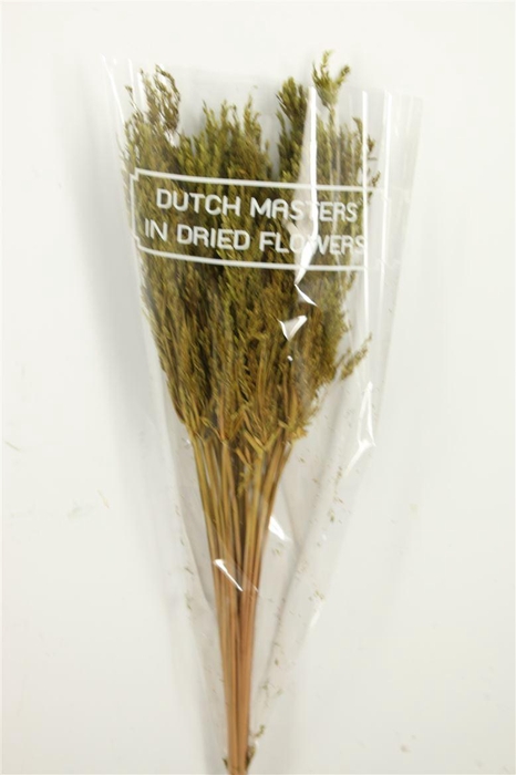 Dried Umbr. Sedge Sm. Leaf Green Bunch