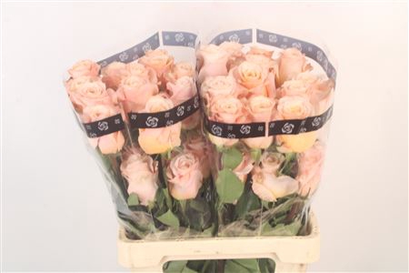 <h4>R Gr Ec Shimmer</h4>