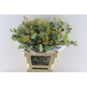 Euca Populus Berry 200 Gram