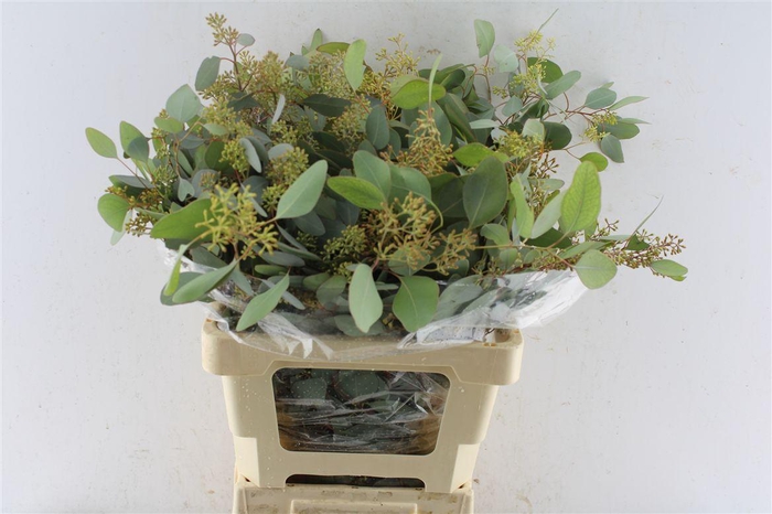 <h4>Euca Populus Berry 200 Gram</h4>
