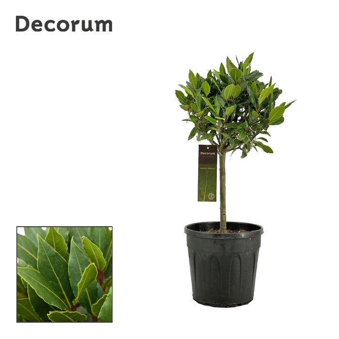 <h4>Laurus nobilis Bol op stam</h4>