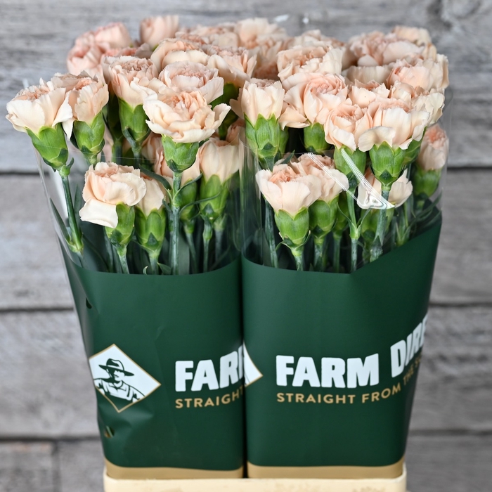 <h4>DI ST LIZZY</h4>