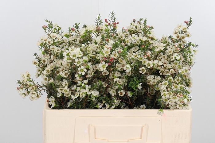 <h4>Chame Me Gil</h4>