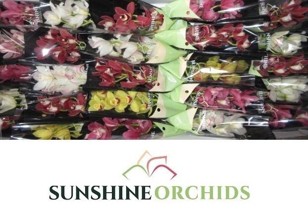 <h4>CYMB MI GEM</h4>