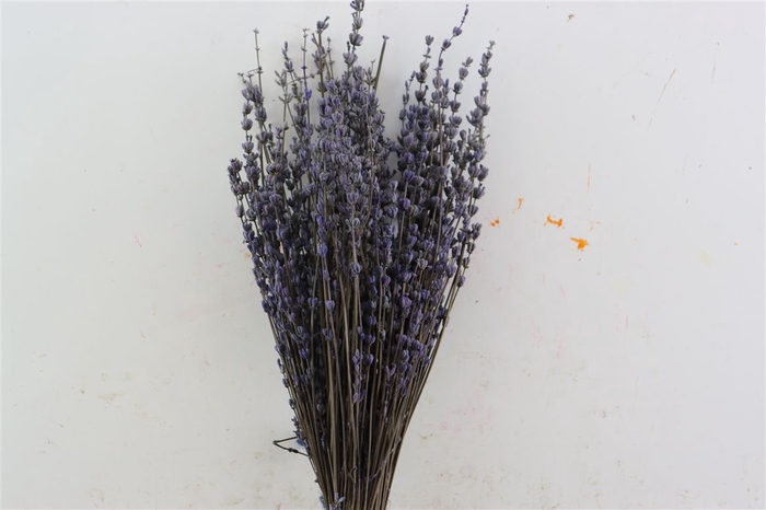 Pres Lavendel Light Blue Bunch Slv