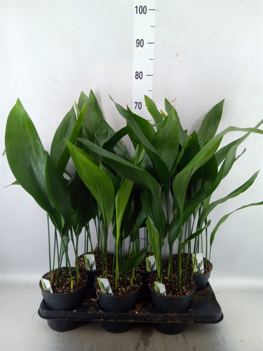 <h4>Aspidistra elat.</h4>