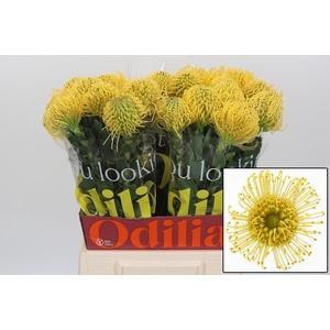 LEUCO CO HIGH GOLD