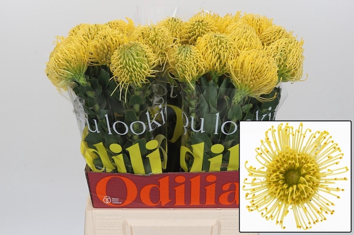<h4>LEUCO CO HIGH GOLD</h4>