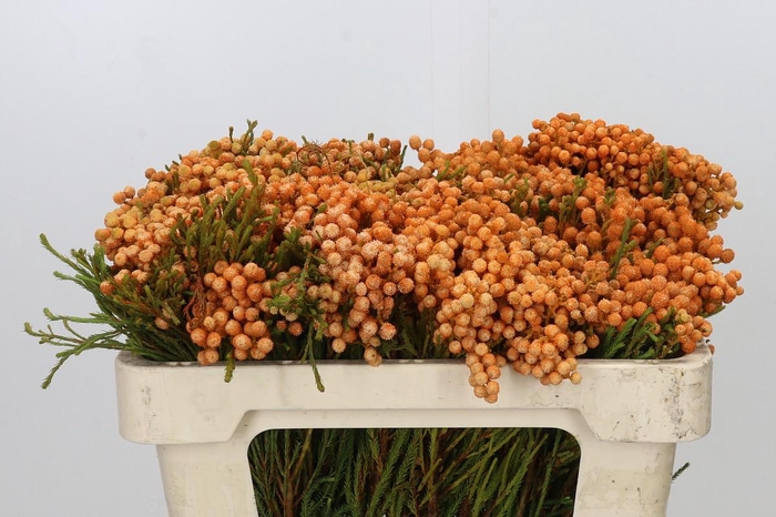<h4>Kaaps Groen Lanuginosa</h4>