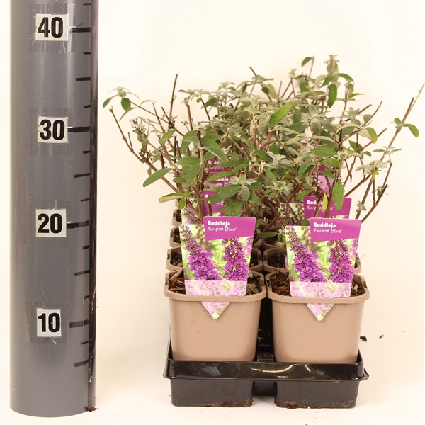 <h4>Buddleja davidii 'Empire Blue'</h4>
