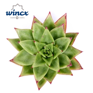 Echeveria Lipstick Cutflower Wincx-14cm