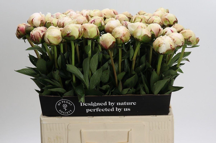 <h4>PAEONIA LACT. 'ODILE'</h4>