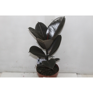 FICUS ELASTICA BURGUNDY P17