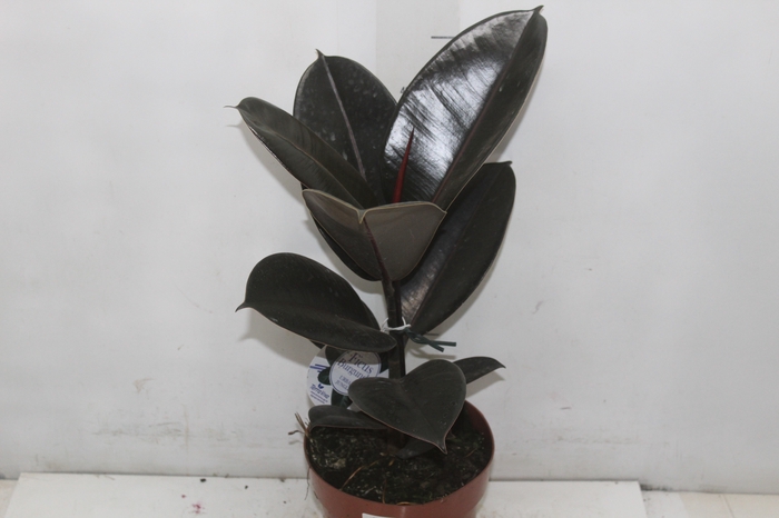 <h4>FICUS ELASTICA BURGUNDY P17</h4>