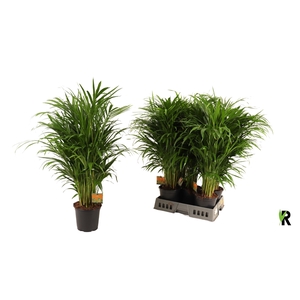 DYPSIS LUTESCENS