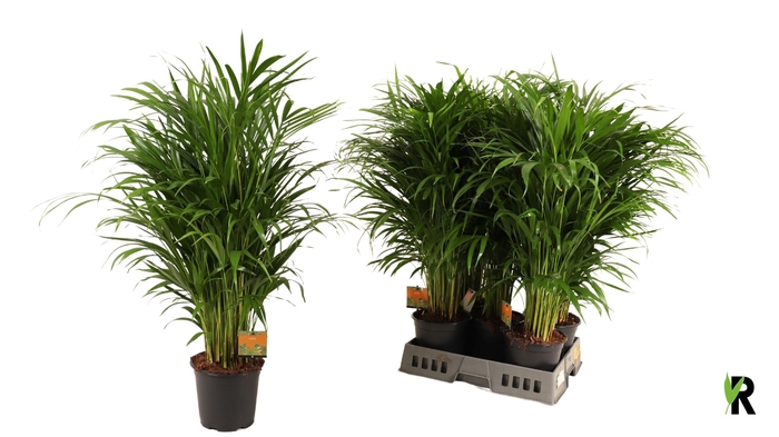 <h4>DYPSIS LUTESCENS</h4>