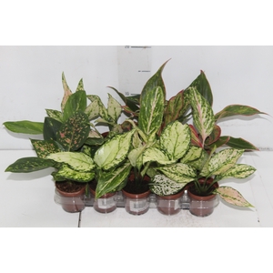 AGLAONEMA VARIADA P06