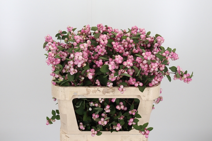 <h4>Symphoricarpos Charm Fantasy</h4>