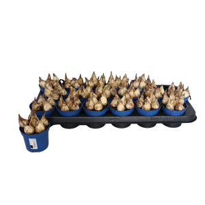 Bol op pot Muscari Lindsay 9cm zonder steeketiket