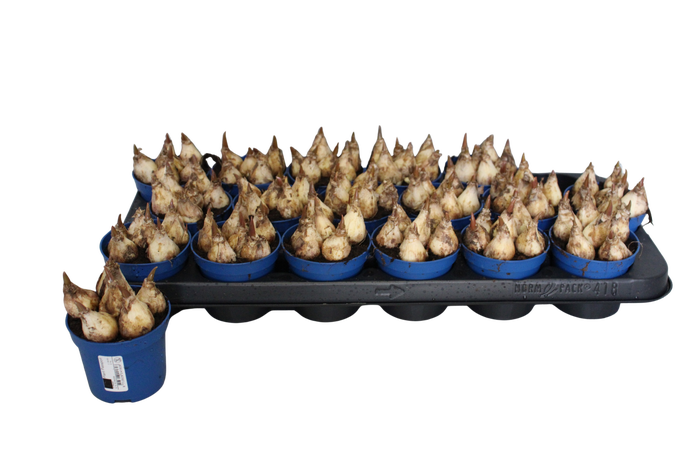 <h4>Bol op pot Muscari Lindsay 9cm zonder steeketiket</h4>