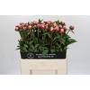 Paeonia Sarah Bernhardt
