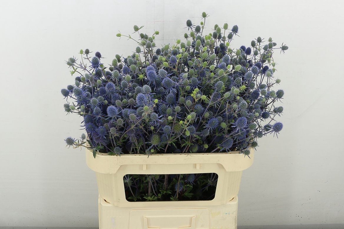 <h4>Eryngium Raspberry Dream</h4>