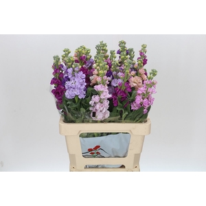 Matthiola Iron Rainbow Mix