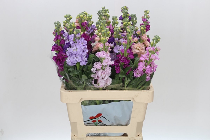 <h4>Matthiola Iron Rainbow Mix</h4>