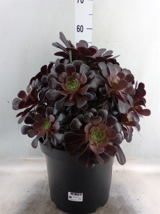 <h4>Aeonium arboreum 'Velours'</h4>